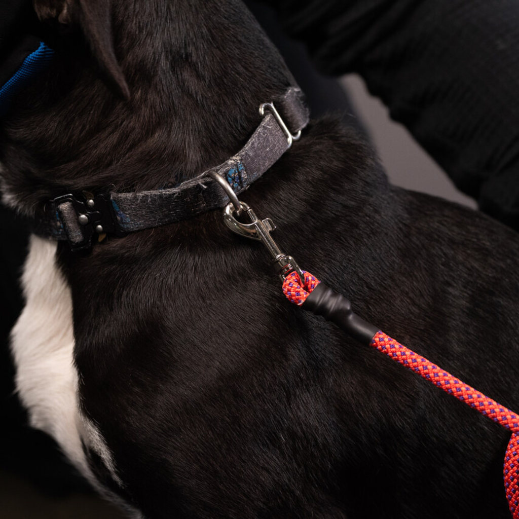 Essential Rope Dog Leash - Small