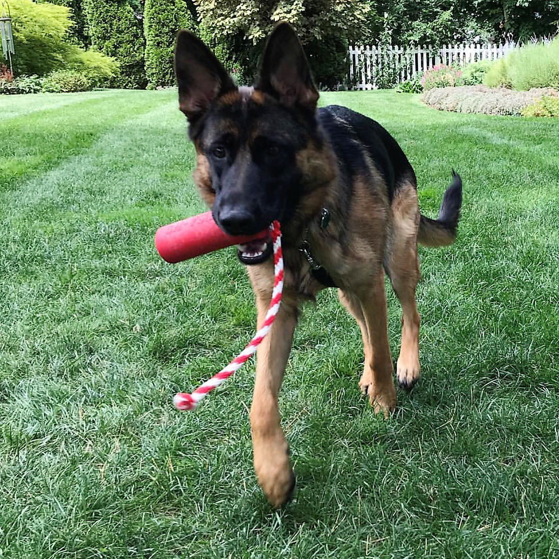 USA-K9 Firecracker Floating Training Dummy | K9 Handler Reward Toy | Red | USA Made