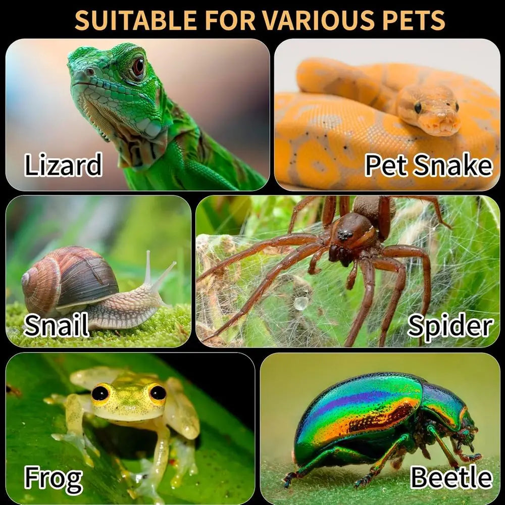 Acrylic Reptile Terrarium 360° Clear & Keep Pet Secure. Design for Jumping Spiders, Tarantulas, Geckos