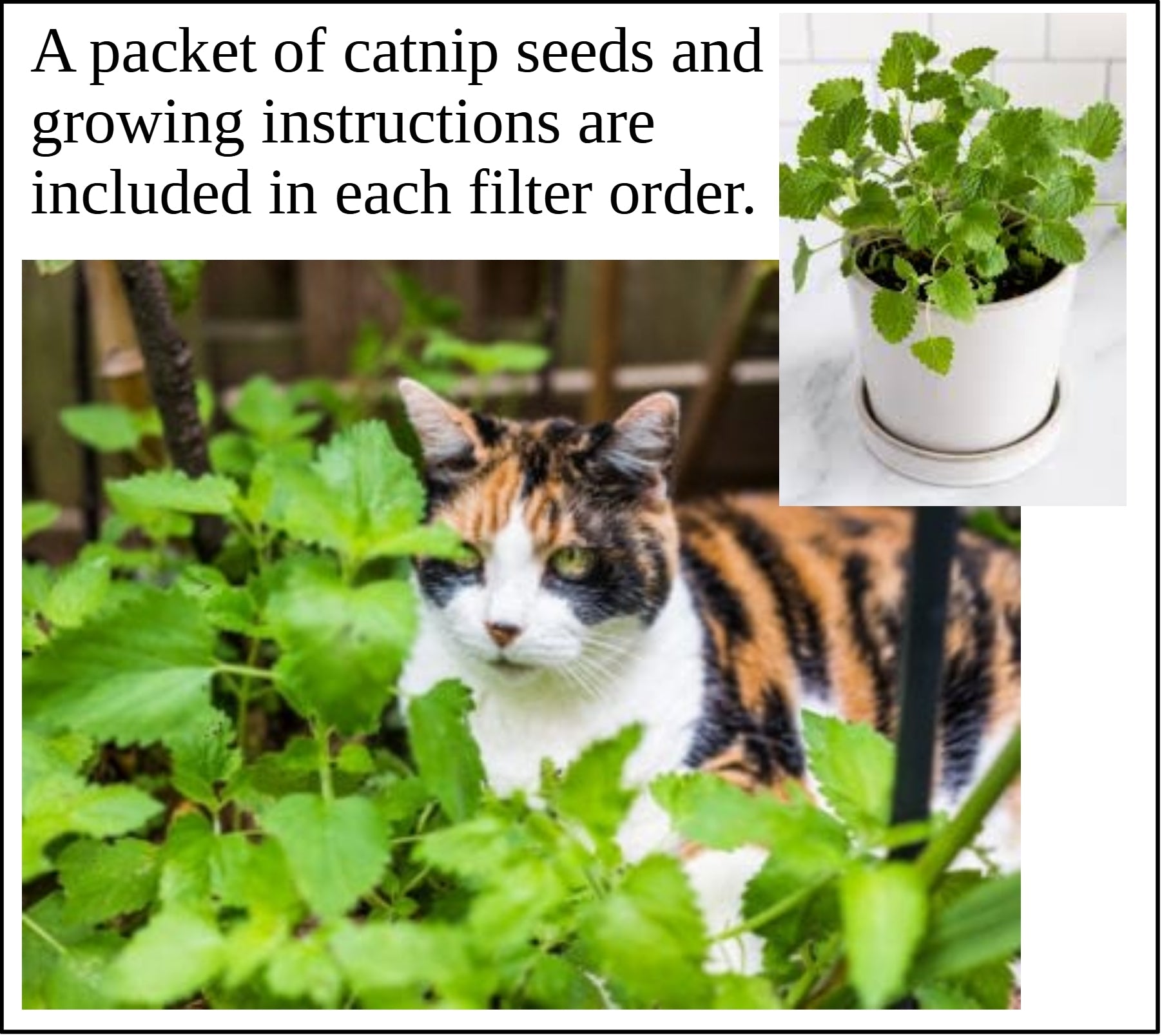 Air Purifier + Dome Adapter Bundle