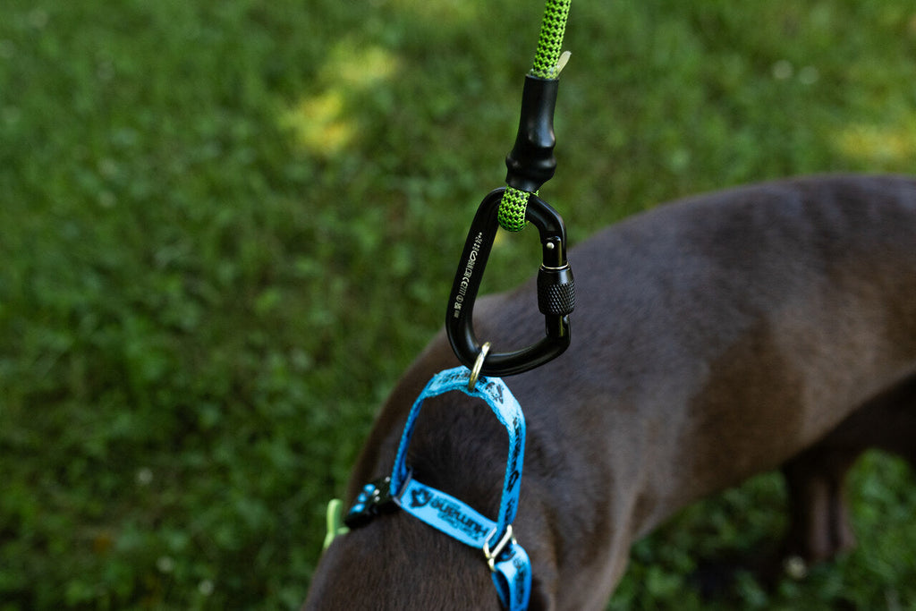 Black Diamond Summit Screw Gate Dog Leash