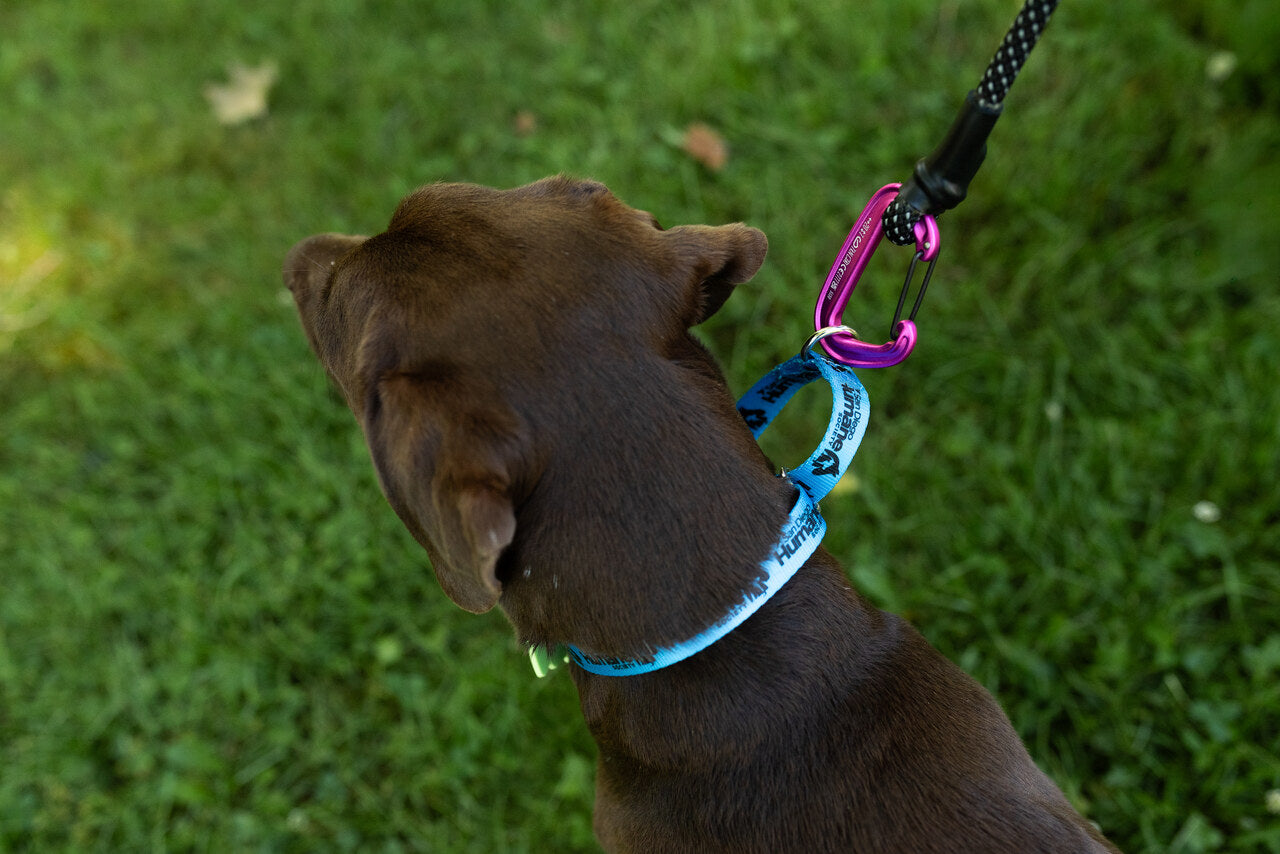 Black Diamond Summit Wire Gate Dog Leash
