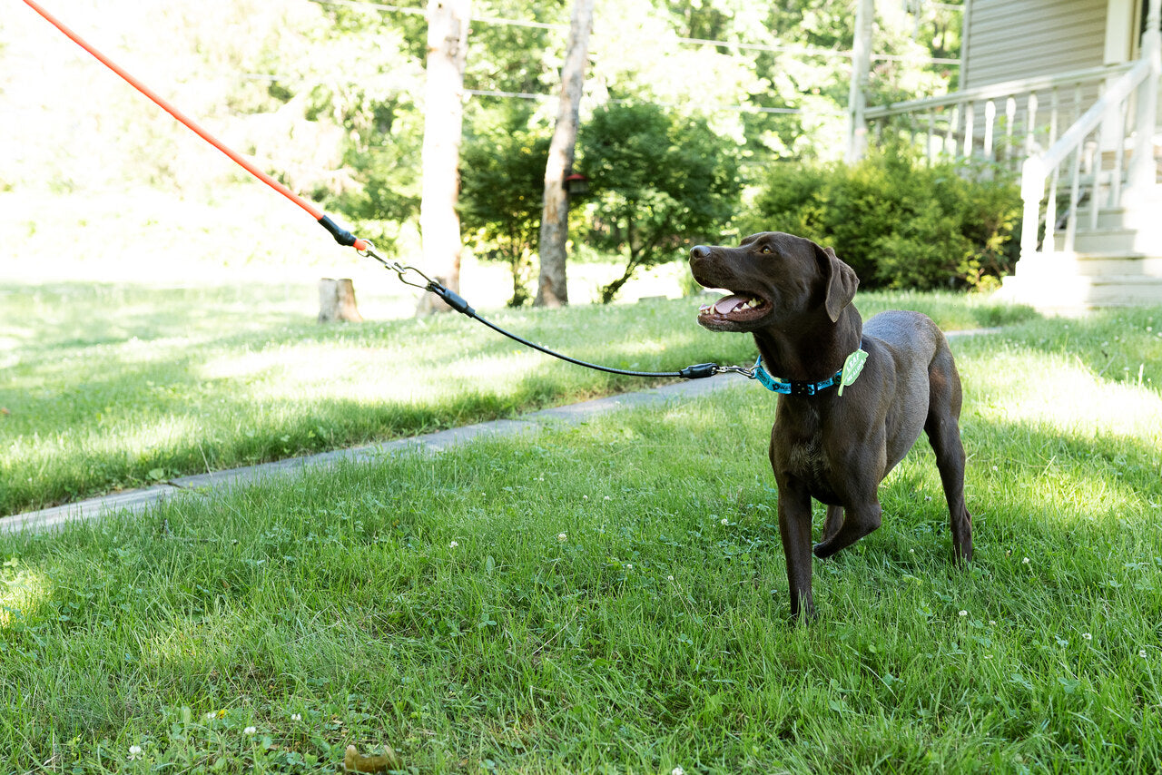 Leash Leader