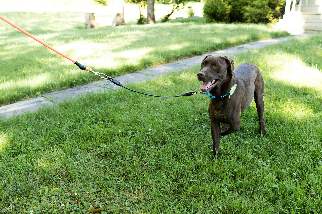 Leash Leader
