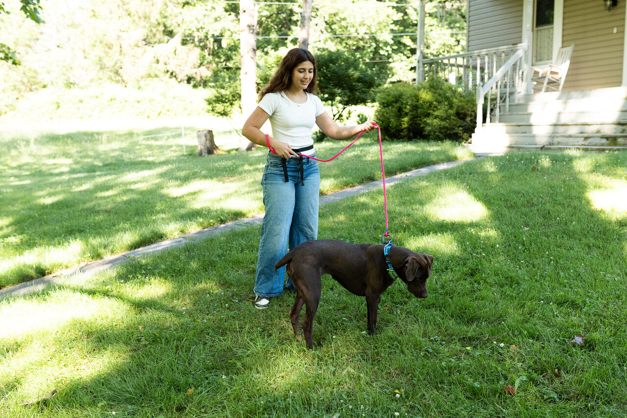 Black Diamond Summit Wire Gate Dog Leash