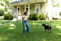 Black Diamond Summit Screw Gate Dog Leash